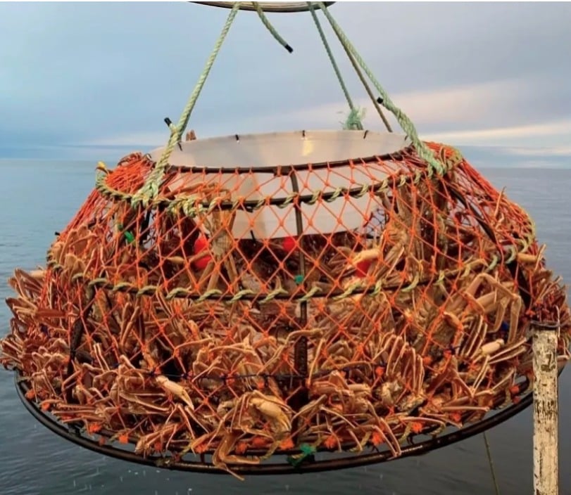 Livingston Crab Caller