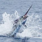 Sailfish Costa Rica