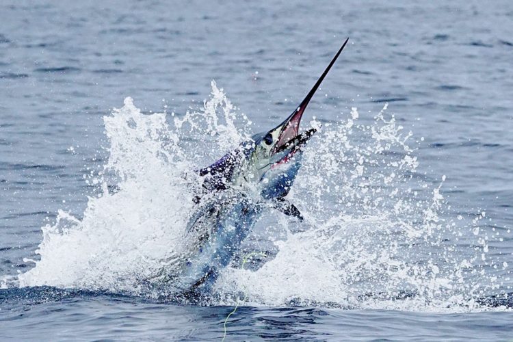 Sailfish Costa Rica