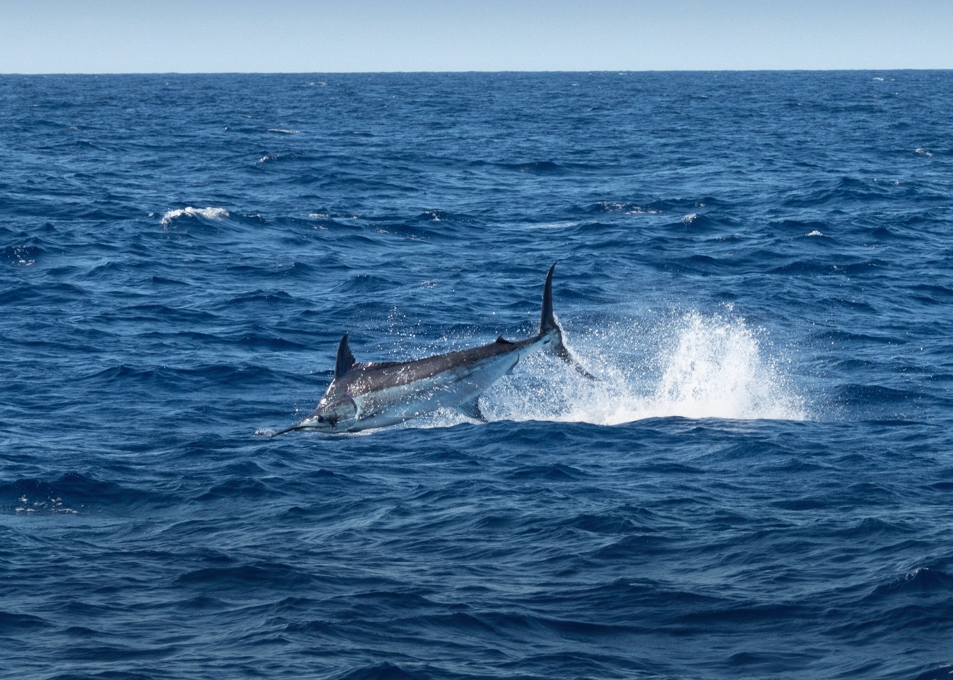 Marlin Hochsee