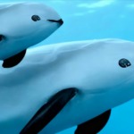 Vaquitas, Golftümmler