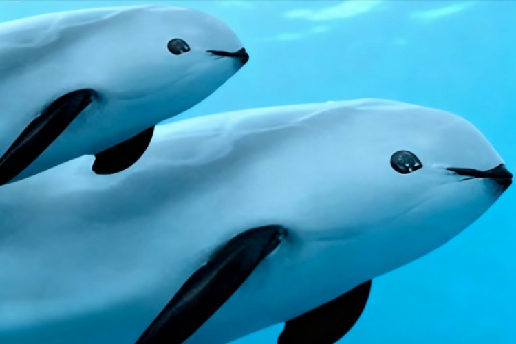 Vaquitas, Golftümmler