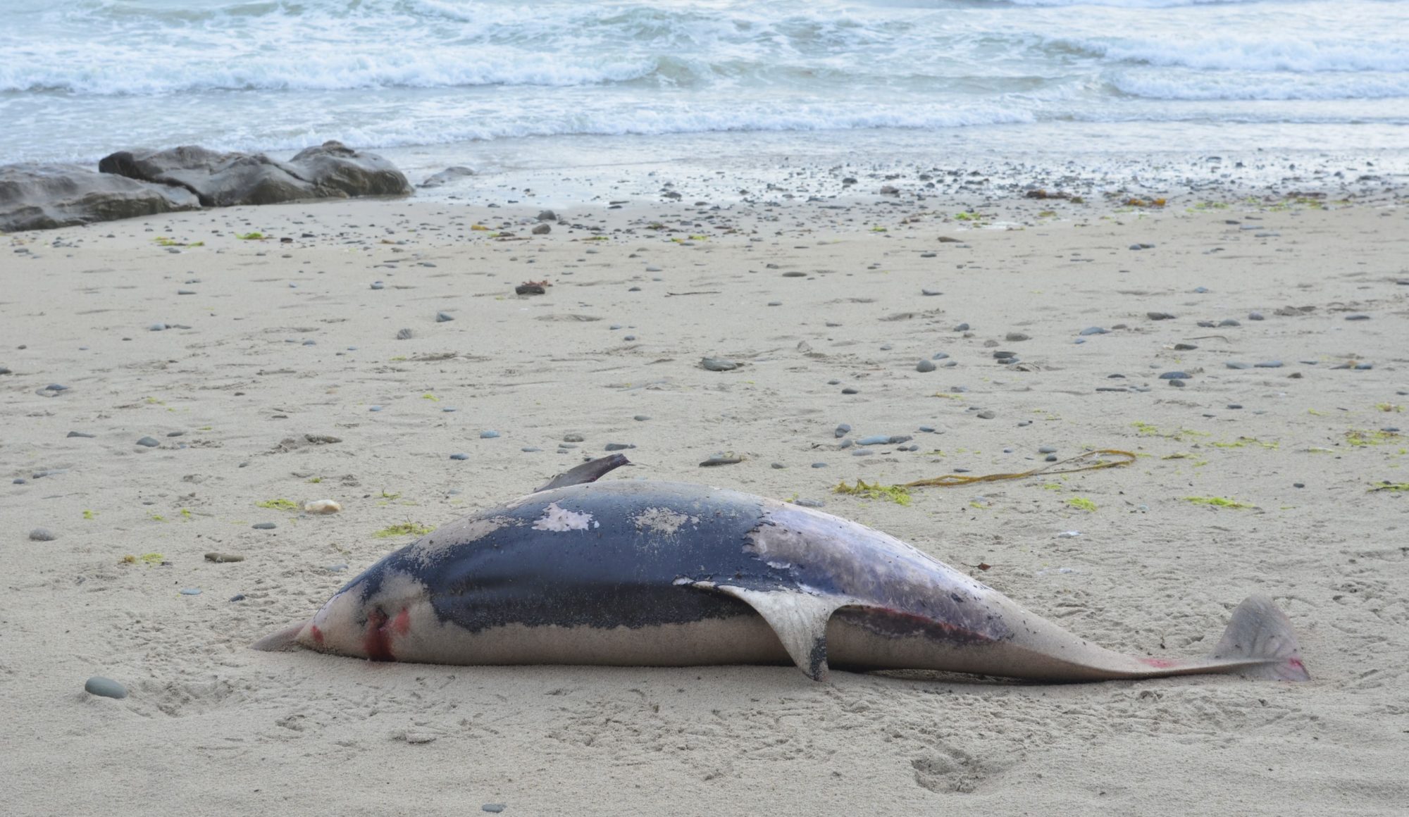 common dolphin stranded
