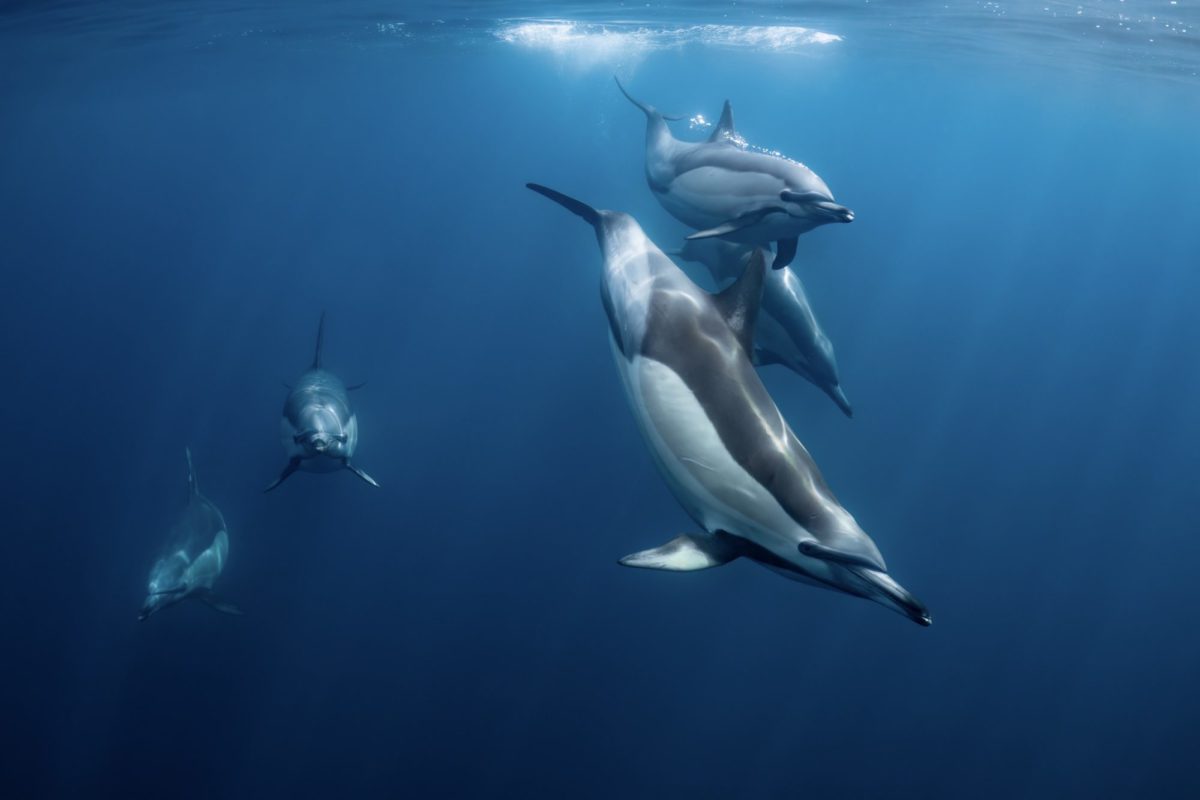 common dolphin underwater