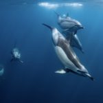 common dolphin underwater
