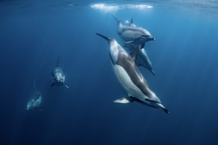 common dolphin underwater