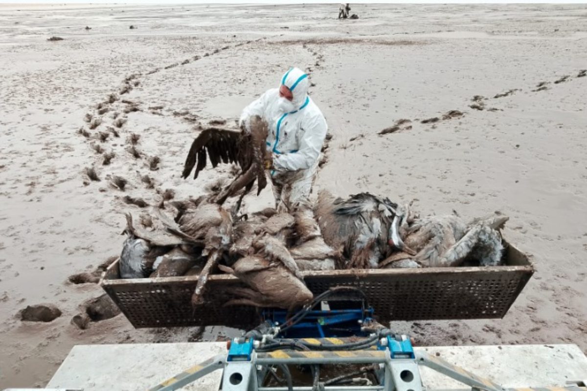Der Landesanglerverband Sachsen-Anhalt hilft, die Vogelkadaver zu entsorgen.