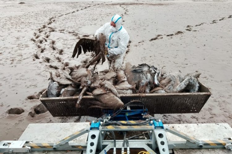 Der Landesanglerverband Sachsen-Anhalt hilft, die Vogelkadaver zu entsorgen.