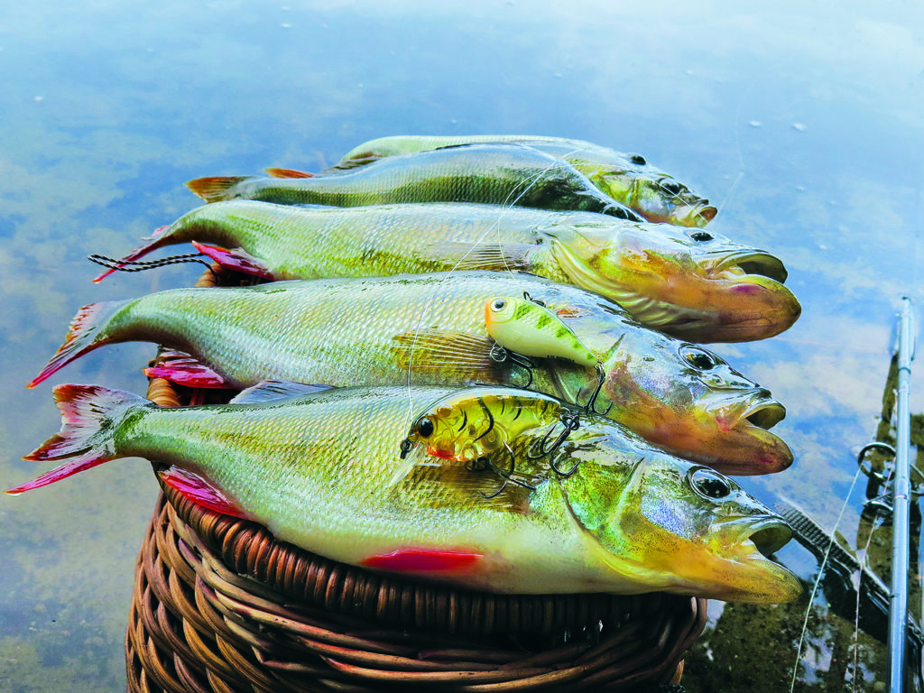 Profi Blinker Go Up Wobbler 11 Cm – Weißfisch-Köder, Läuft Flach Bis 0,4m Tiefe