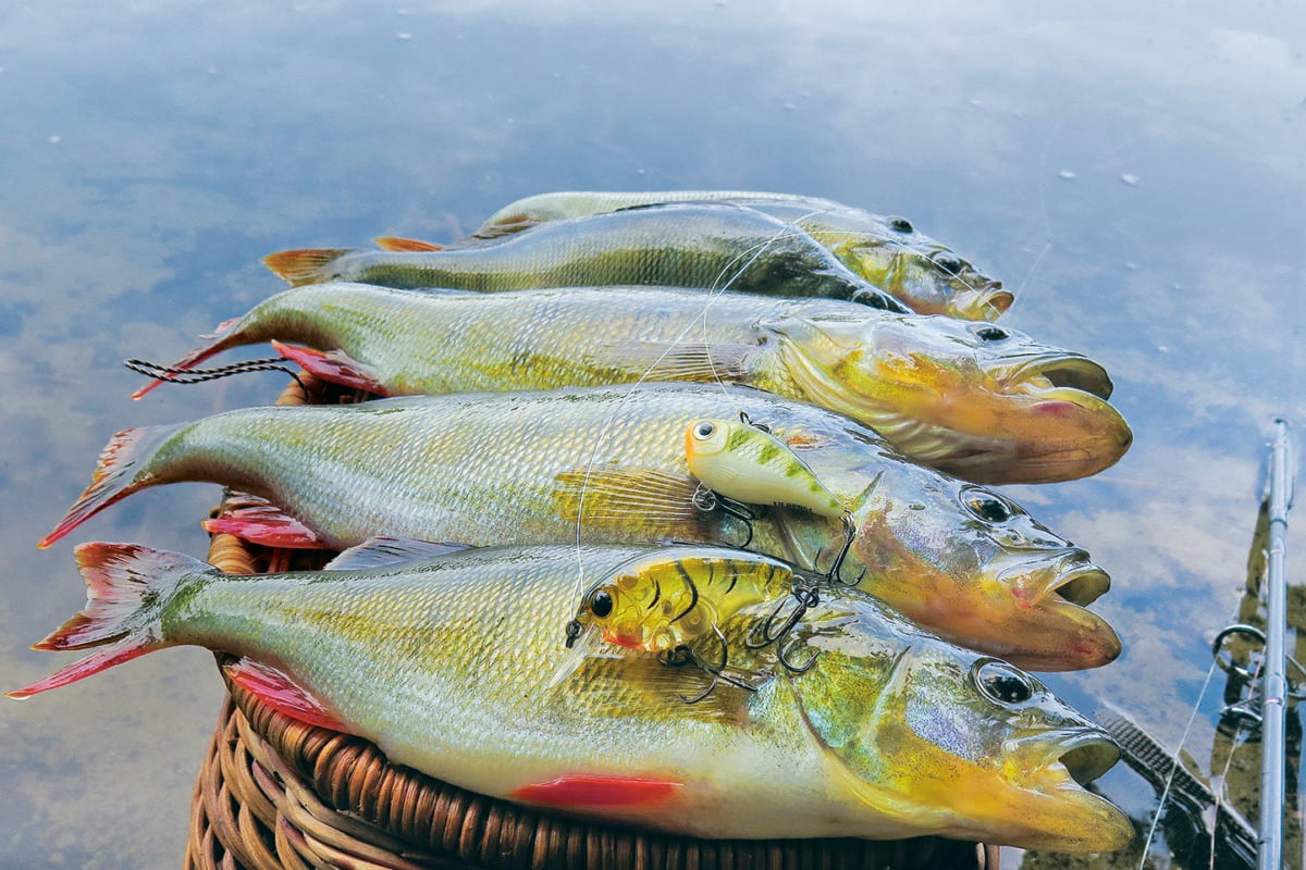 Barsche mit Crankbait