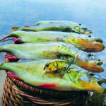 Barsche mit Crankbait
