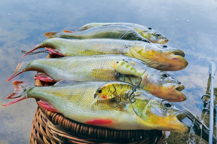 Barsche mit Crankbait