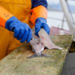 Fischfangquote Filetieren Kutter