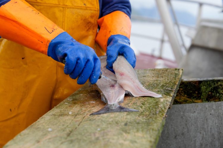 Fischfangquote Filetieren Kutter