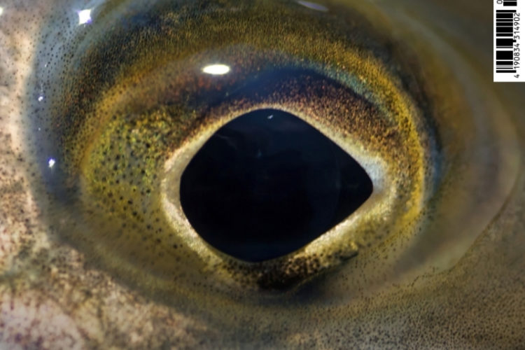 Heft-Cover der FliegenFischen 06/2025: Umdenken beim Besatz: Mehr Leben im Neckar