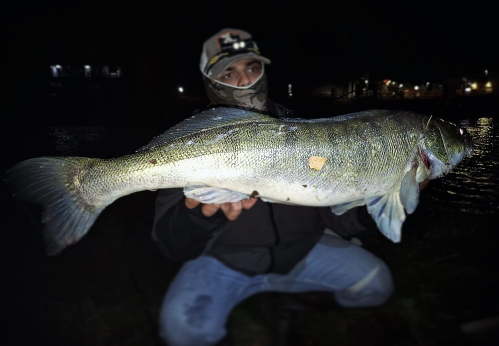 Zander aus dem Rhein