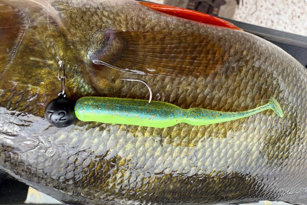 Keitech Swingbait auf Barschen