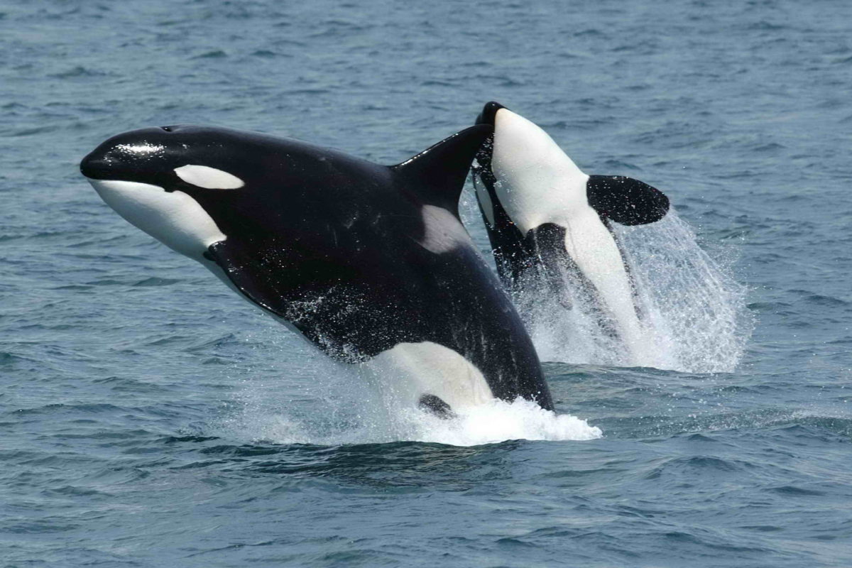 Orcas im Sprung