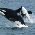 Orcas im Sprung