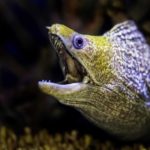 Muränenbiss Mallorca