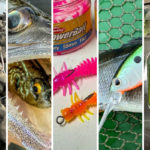 Alle fünf Raubfischköder im Test