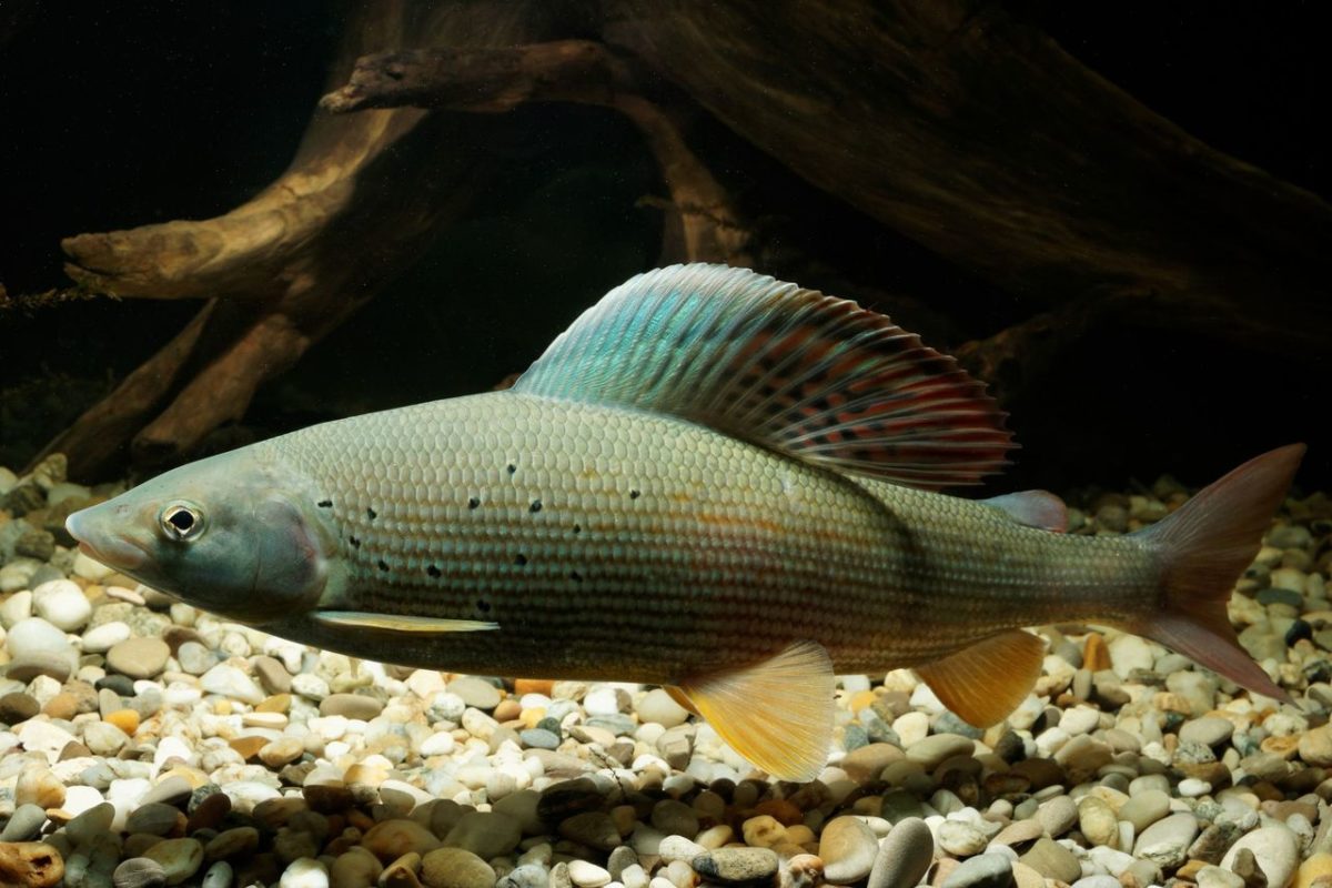 Die Äsche ist Fisch des Jahres 2026 in Bayern.