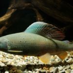 Die Äsche ist Fisch des Jahres 2026 in Bayern.