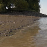 Elbe: Schlamm als Grund für sinkenden Fischbestand