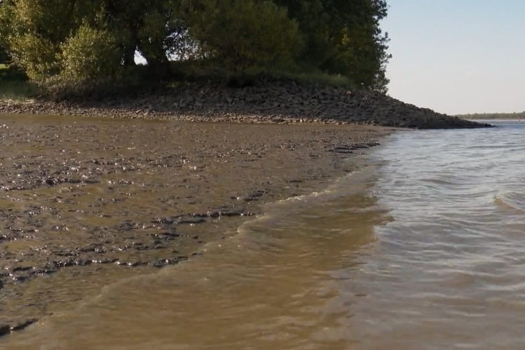 Elbe: Schlamm als Grund für sinkenden Fischbestand