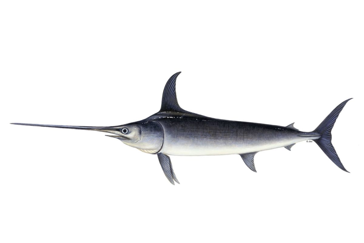 Schwertfisch ersticht Surferin
