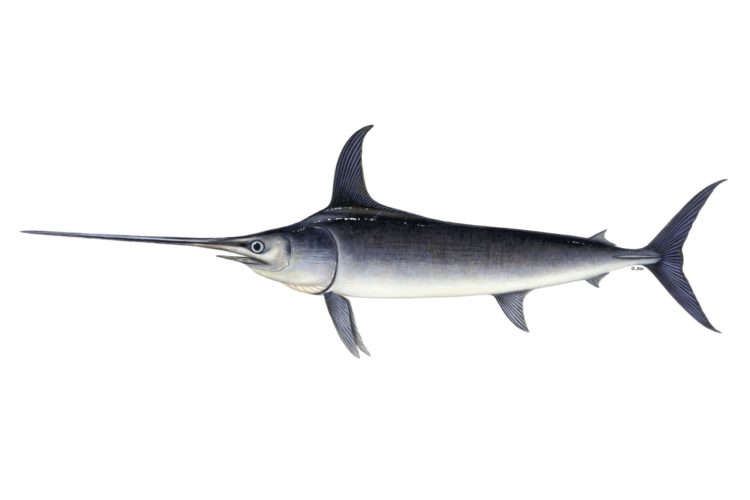 Schwertfisch ersticht Surferin