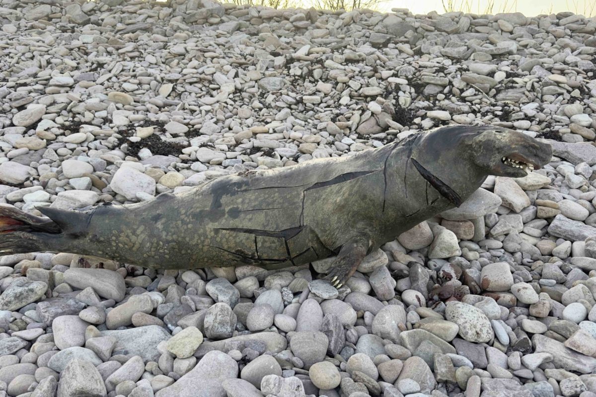 Mumifizierte Robbe am Strand