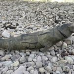 Mumifizierte Robbe am Strand