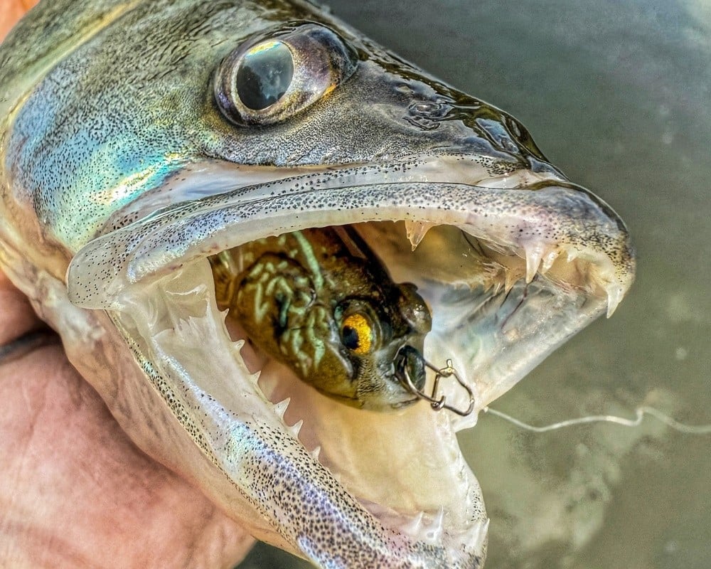 Zander mit Z-Man 3"-Gobius im Maul