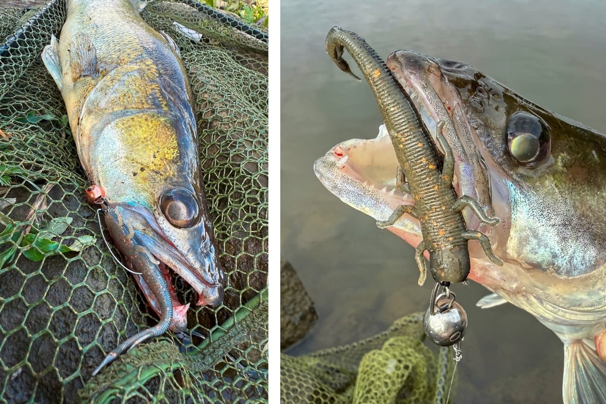 Zander gefangen auf den Zeck Shaky Sneaker