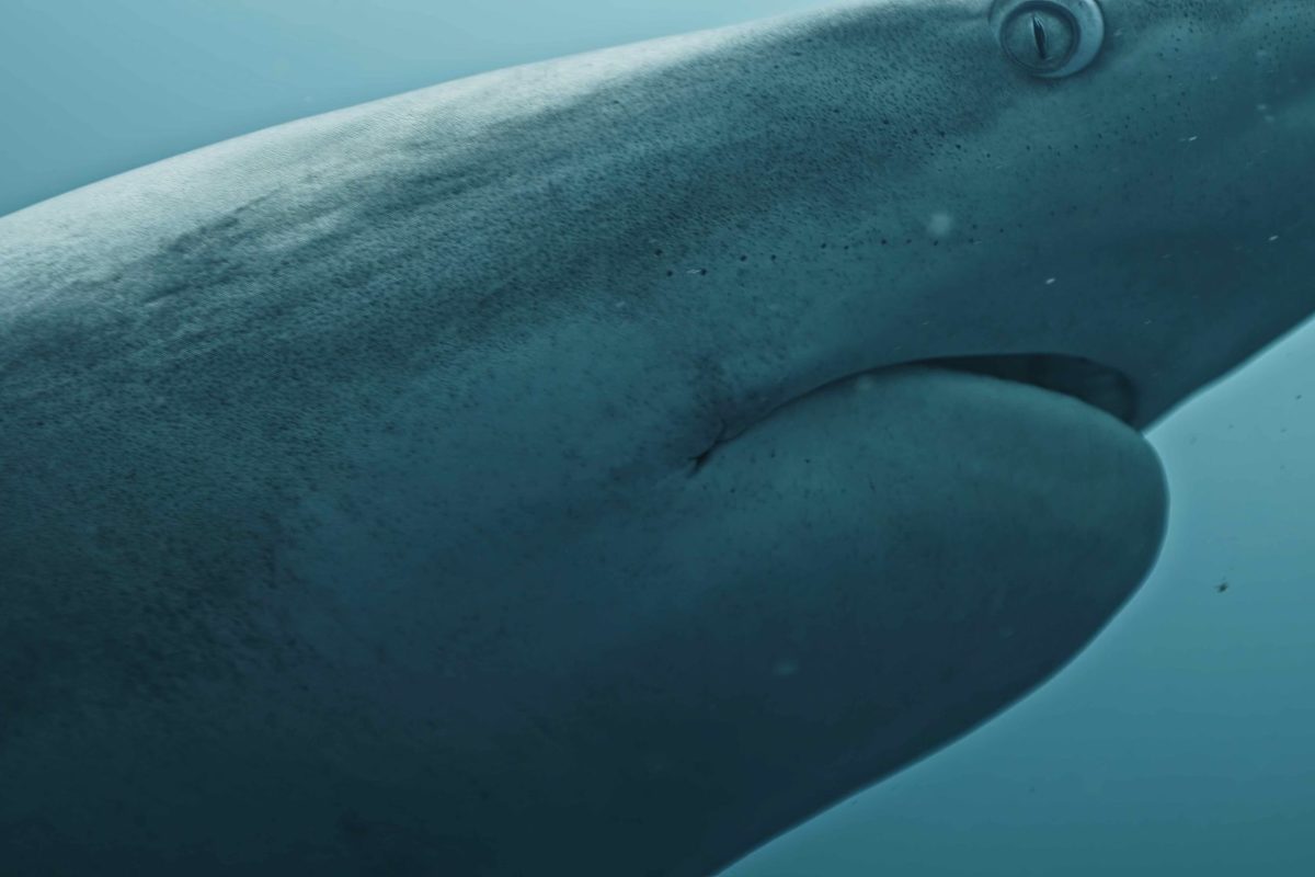 Schwarzspitzen Riffhai ohne Biss