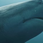 Schwarzspitzen Riffhai ohne Biss