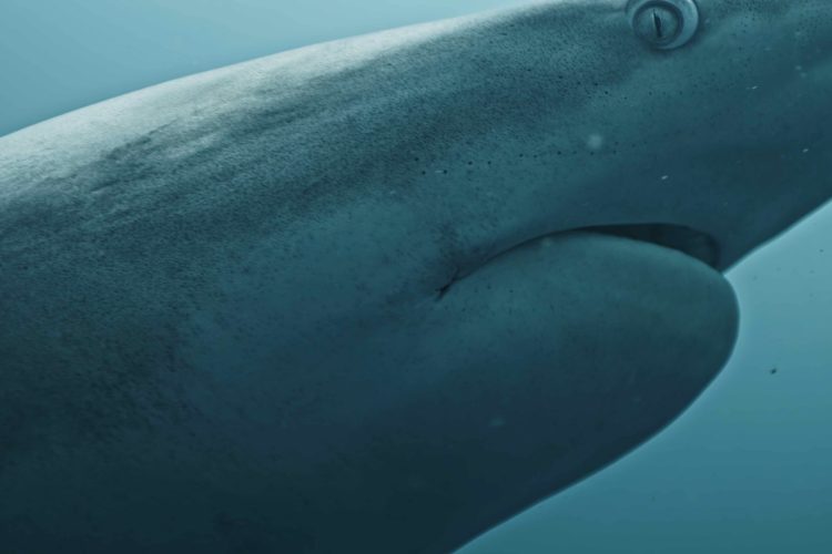 Schwarzspitzen Riffhai ohne Biss