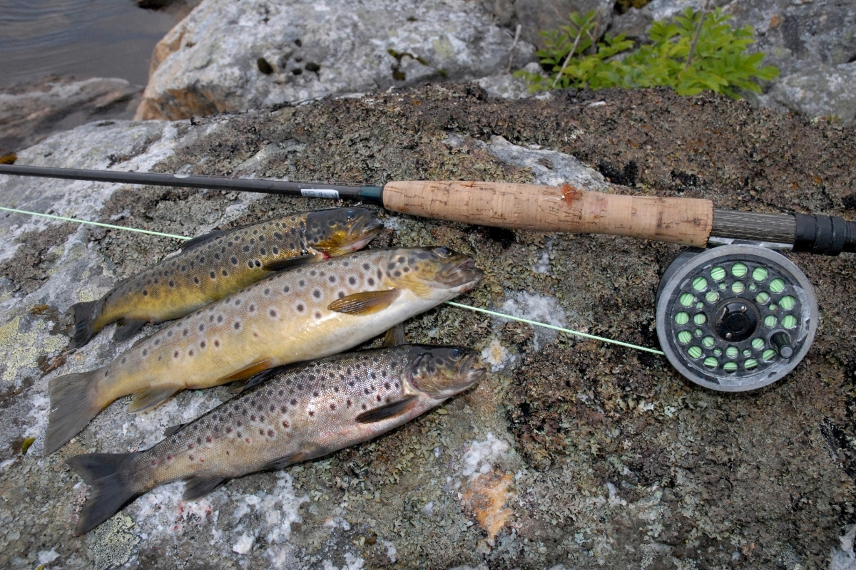 Bachforellen angeln in Fjordnorwegen