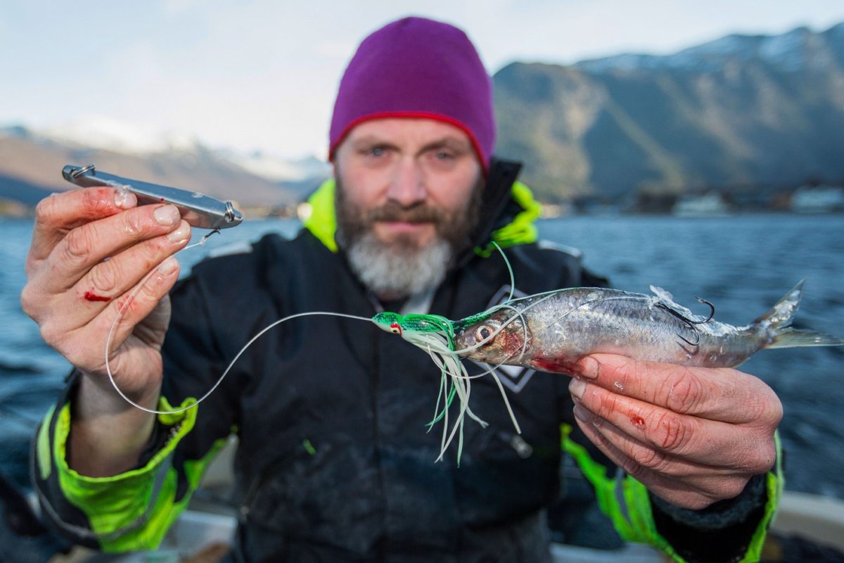 Norwegen-Angelmontage mit Naturköder