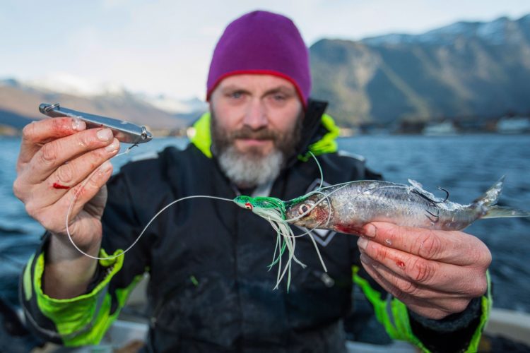 Norwegen-Angelmontage mit Naturköder