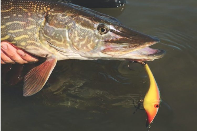 Hecht am Zalt Wobbler