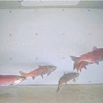 Rotlachse im Schwarm in der Fischtreppe