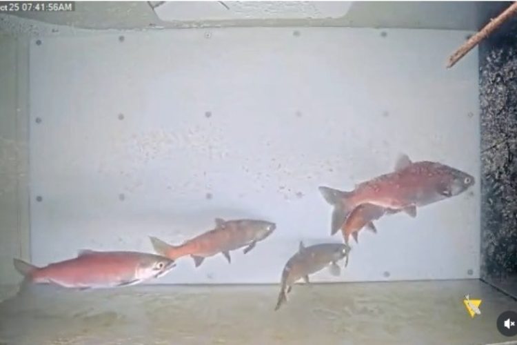 Rotlachse im Schwarm in der Fischtreppe