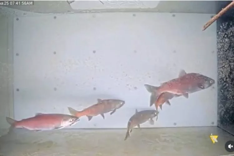 Rotlachse im Schwarm in der Fischtreppe