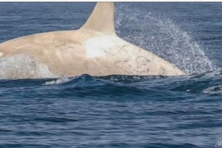 Weißer Orca im Sprung