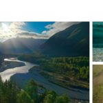 Running Wild: The Return of the salmon.