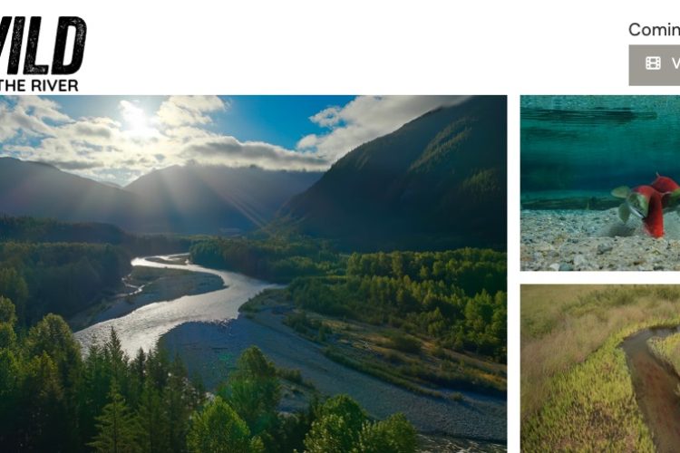 Running Wild: The Return of the salmon.