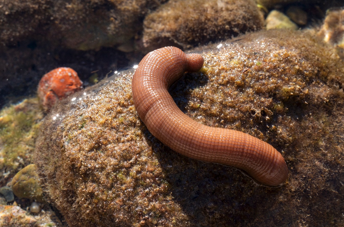 Spezialköder Dorade