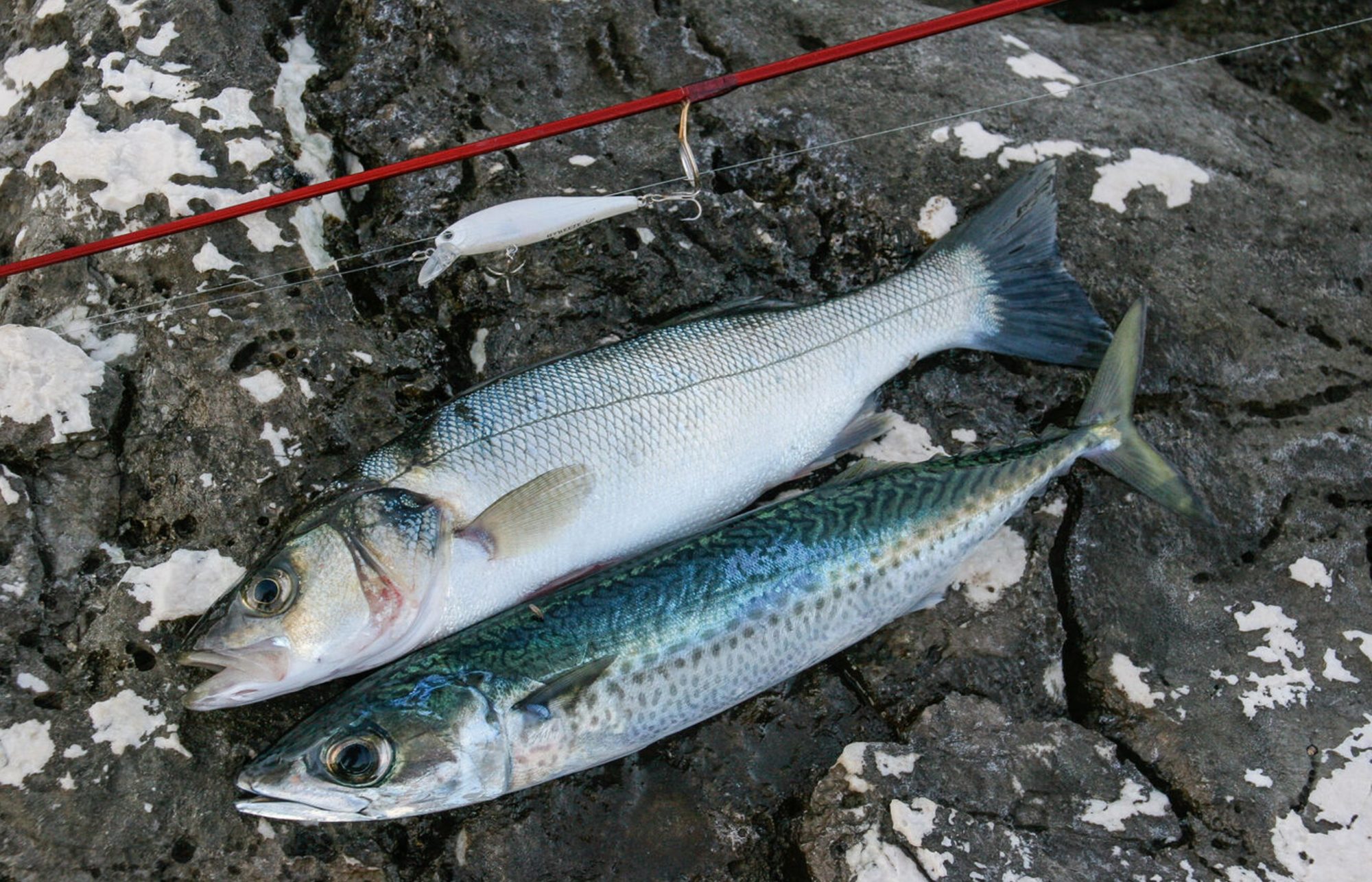 Mittelmeer Spinnfisch